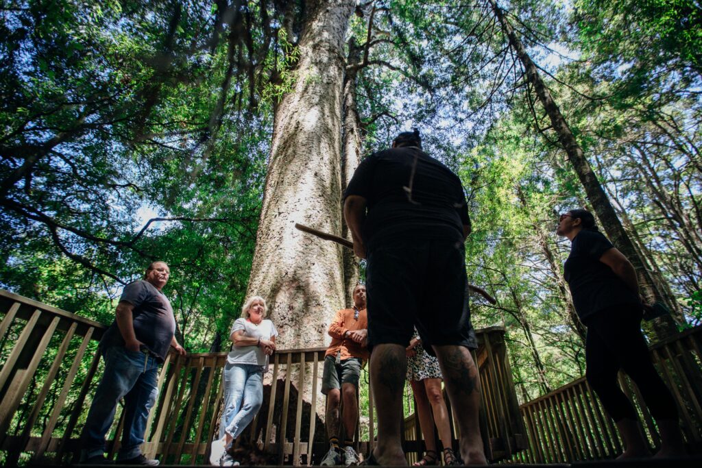 Guests connecting with an ancient kauri tree during The Tu Tika Tour, learning Māori stories of whakapapa, kaitiakitanga and the guardianship of the forest.